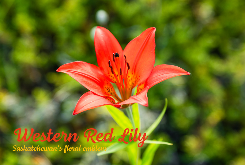 Western Red Lily: Saskatchewan's floral emblem 4×6 postcard