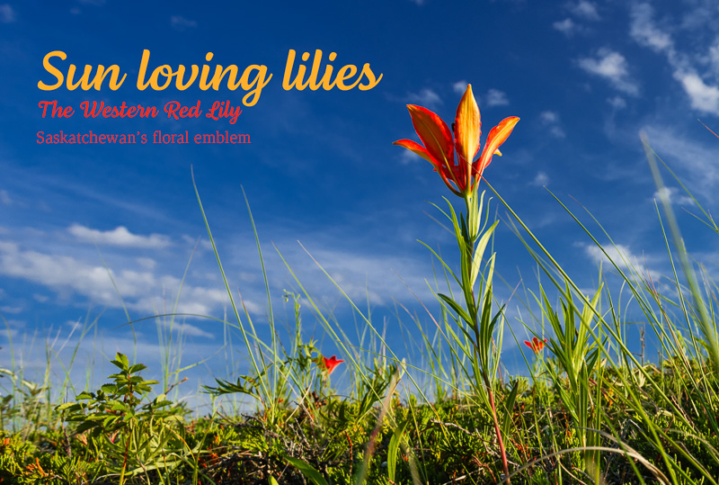 Sun loving lilies: The Western Red Lily, Saskatchewan’s floral emblem 4×6 postcard