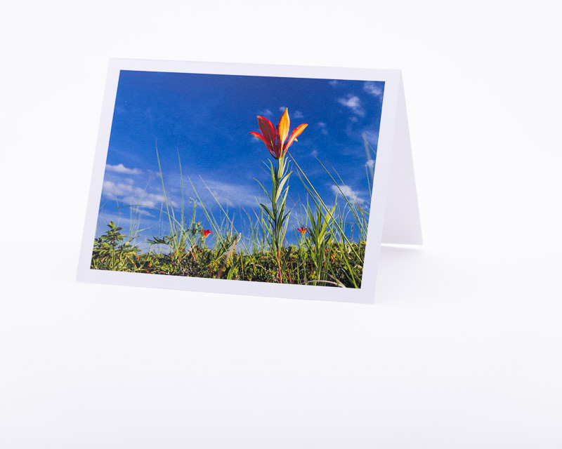 Western Red Lilies against the sky