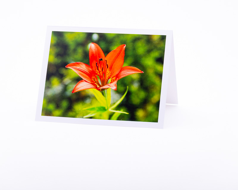 Western Red Lily, floral emblem of Saskatchewan