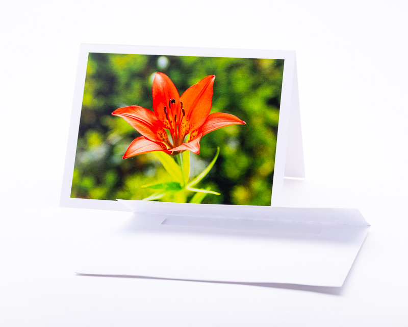 Western Red Lily, floral emblem of Saskatchewan
