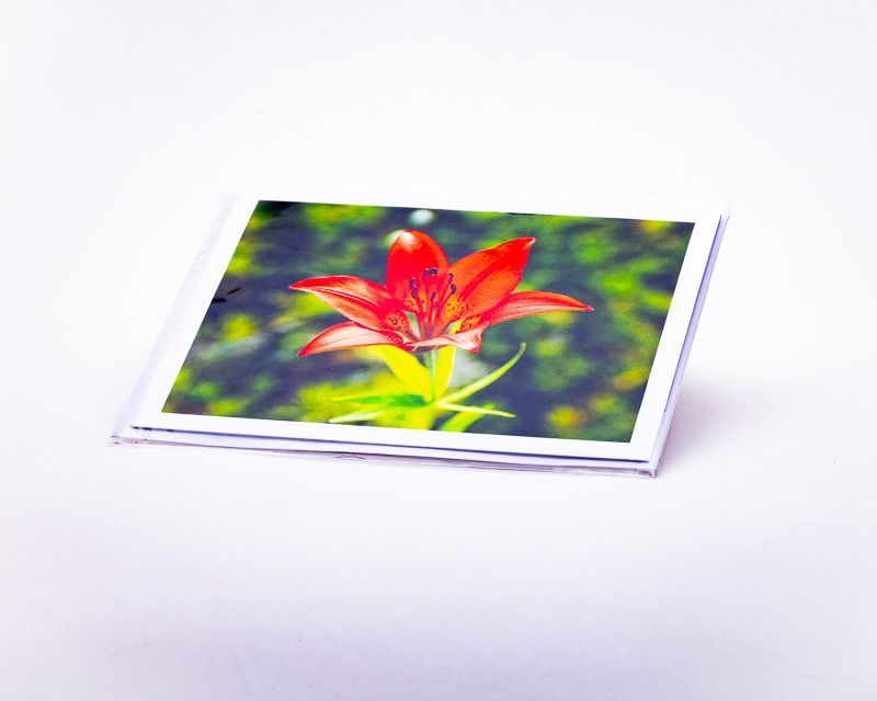 Western Red Lily, floral emblem of Saskatchewan