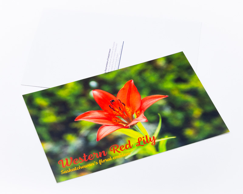 Western Red Lily: Saskatchewan's floral emblem 4×6 postcard