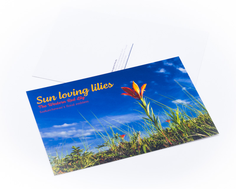 Sun loving lilies: The Western Red Lily, Saskatchewan’s floral emblem 4×6 postcard