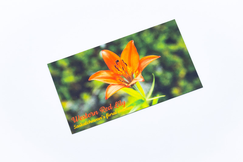 Western Red Lily, Saskatchewan's floral emblem (green background) small fridge magnet