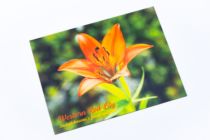 Western Red Lily, Saskatchewan's floral emblem (green background) postcard magnet